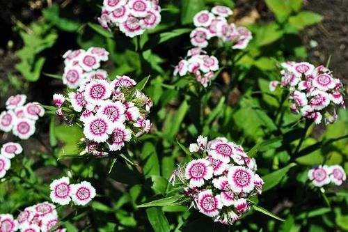  『平常养护石竹花』盆栽养护的石竹花，想让它花开不断，这几点最要做好了