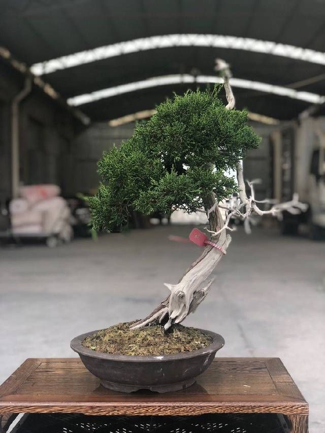 『来看第』农村老伯分享的几盆真柏树盆景,盆盆都是精品,不同角度不同的美