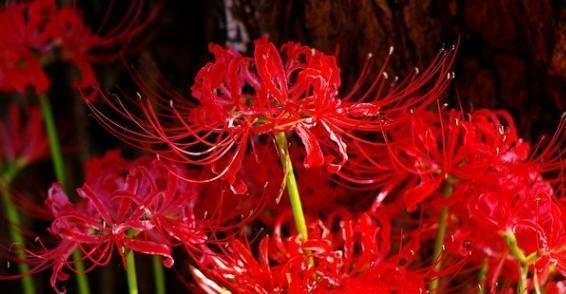  『爱情变得模糊』喜欢菊花,不如养盆“菊中珍品”,花团锦簇,花之隐逸者