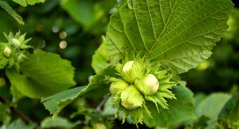  「牛肉」这种植物以前都是野生的，人称“坚果之王”，目前市场
