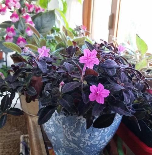  「适合」小花像喇叭一般的马可芦莉，叶脉呈银白色，适合养阴凉处的盆栽