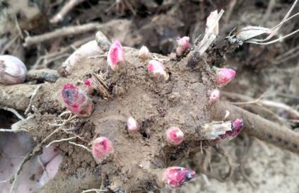  福气■山上这种野生物，极为稀罕，遇到告诉自己是福气，价值不