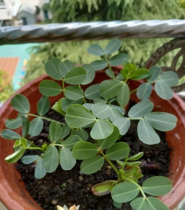  把花生米@她用几粒花生米，种出一盆大花生，冒出来的豆芽根忒好看！