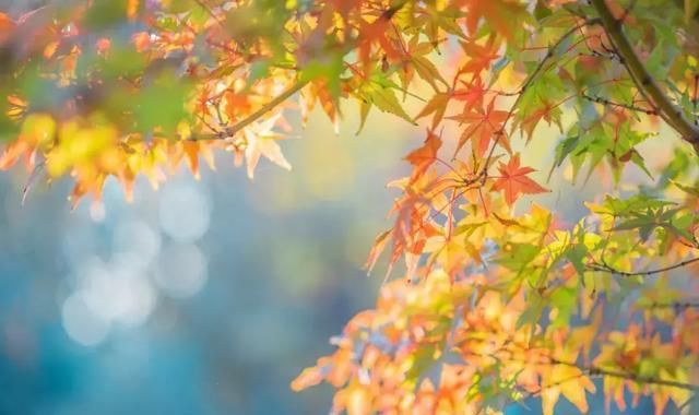 又一个红叶王国!国内这处秘境,有比肩枫叶之国加拿大的醉美秋色