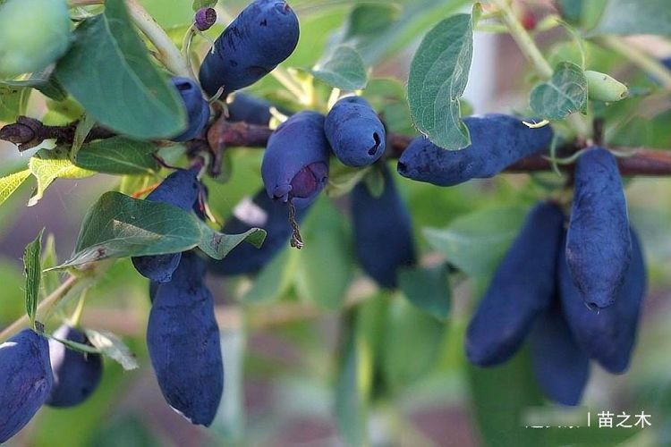  发现■农村一种以前无人问津野果，现发现营养价值丰富，炒作后价格高