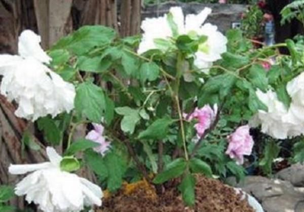  [家中]4种“富贵花”，一盆招财两盆旺运，三盆家中成福地，尤其第3种