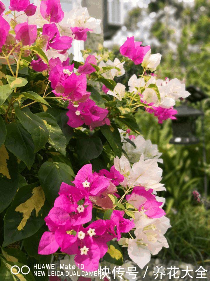 这3种花，家里要是有1棵，给多少钱都不卖！