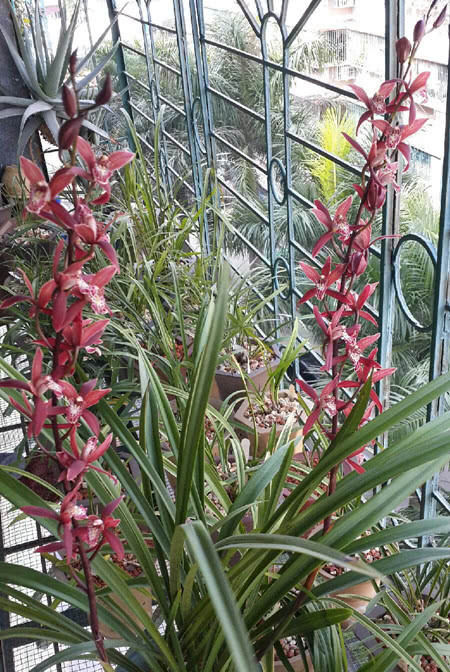  新手■最适合新手养的兰花，培育简单易养活，花开“香飘十里”让人心醉！