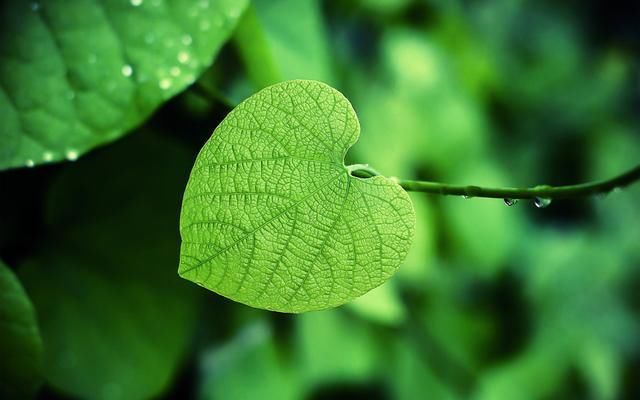 海贤老和尚告诉人，阿弥陀佛是我们的根！