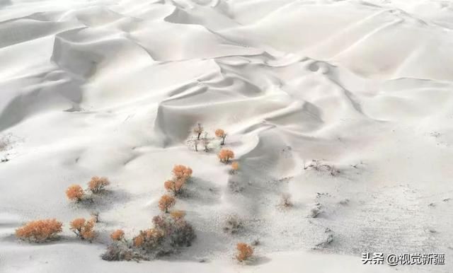 大山 沙漠 湖泊 金胡杨是大自然最完美的构图