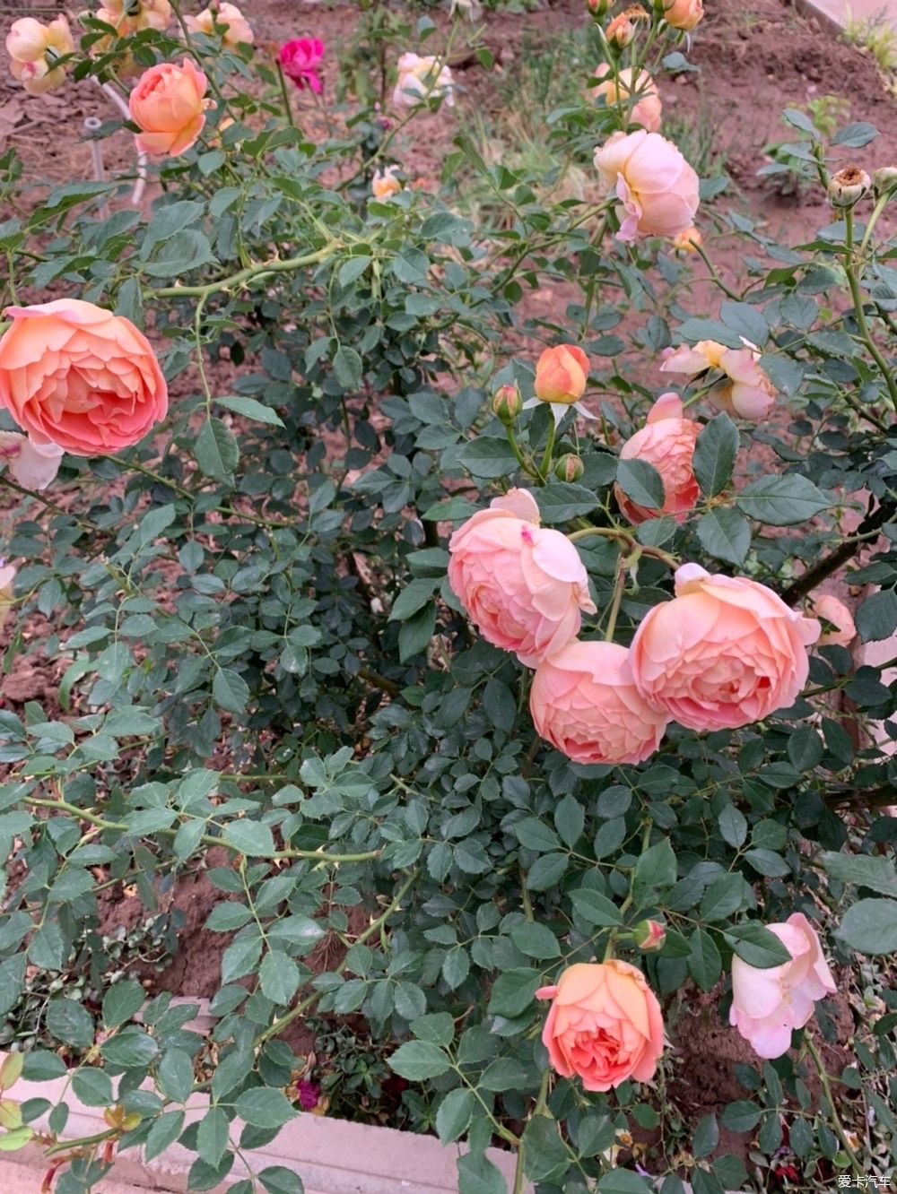 「花园」蓝花楹开了,花园的花也开了,恩特儿红,桑葚黑