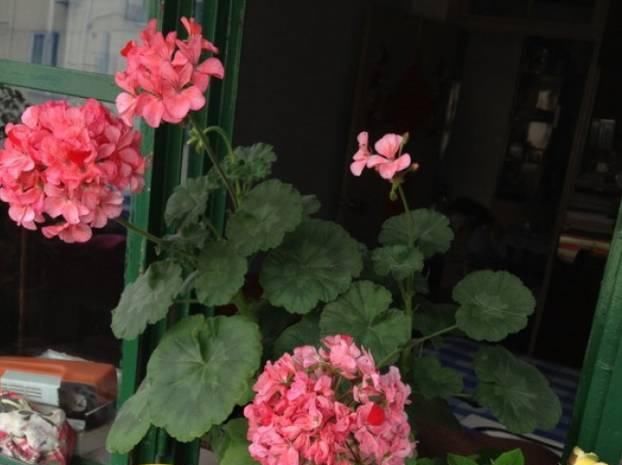 适合:适合新手栽培的天竺葵,花色绚丽好养活,常年花开“颜值”高!