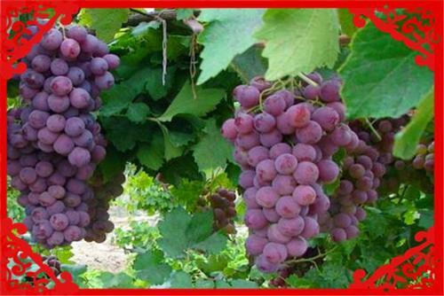  【葡萄】目前农村，一亩地收入过万的种植业有哪些？这几个方面