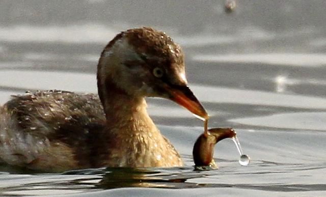 数九寒天，在东北能拍此水鸟，实在是幸事一件……