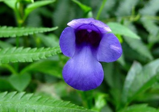  铜钱草：新手养花推荐，此5款花朵超好养，开花绚丽，枝繁叶茂开花香喷喷