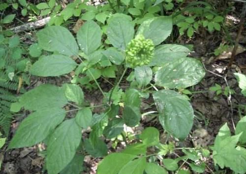  「植物」1种野生的植物，常被称为“人参花”，遇见是幸运，1斤能卖“60”