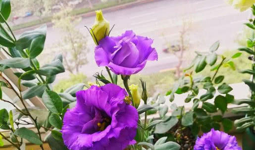  [芳香]鲜艳亮丽的花朵，花形别致，散发芳香，如此美的3种花谁不喜欢！