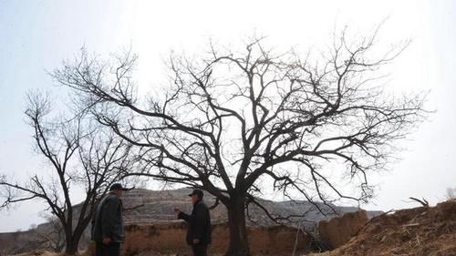  李林贵@为照顾患病弟弟，兄弟俩隐居深山50年，一年没吃过大米了