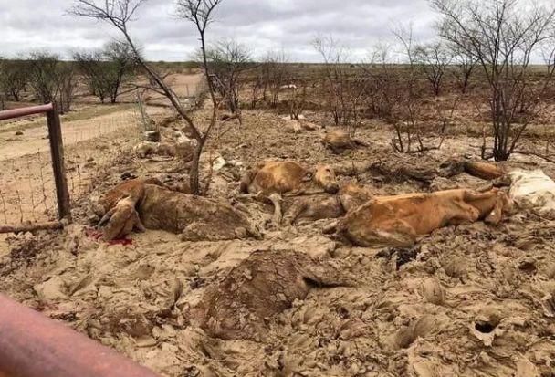 牛价又要上涨！50万头牛被淹死，畜牧业告急！