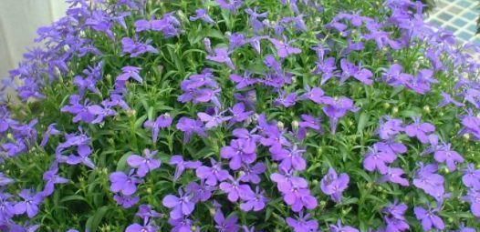 『小院』此几款花朵花期长,养在小院,花开满盆花香四溢,花朵稠密惹眼