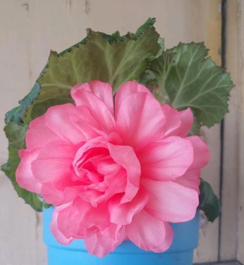  #大岩桐#一种盆栽花卉，开花不输大岩桐，比长寿花好养护，花期比月季还长