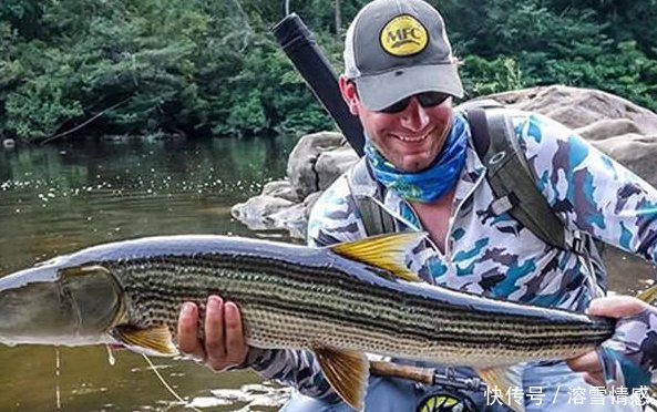  【栖息地】曾经的“长江霸王”， 如今被逼出国，只剩最后一块栖