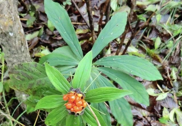  「值钱」在大山上，生长着1种“贝母”，比虎皮兰值钱，遇到请爱惜它！