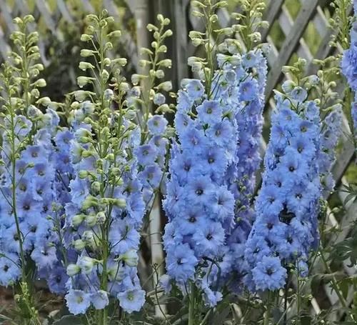  『蓝色』蓝色系大花飞燕草，花朵似燕子，自带高级感！成片种植更美！