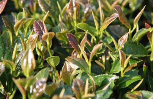  「见血封喉」国内最特别的三棵树：一棵价值上亿，一棵刀枪不入