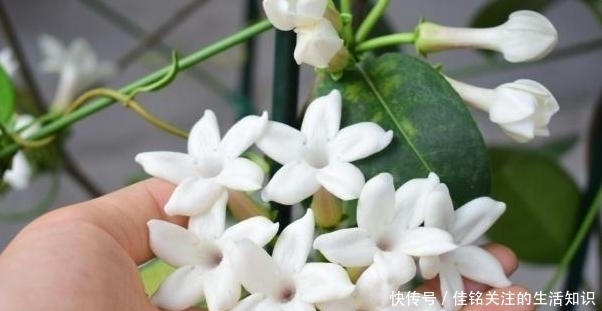  植物|想在家赏花、盆栽植物？种上1款茉莉花，阳台嗖嗖变成花海