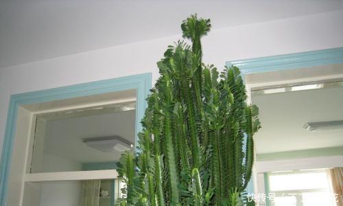  『就能长』这3种花特别霸气，1个月不搭理也能长，喜欢窜个，能长到屋顶
