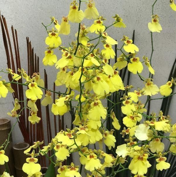  [花朵精灵]100朵兰花一起开，兰花里的“满天星”，黄色的小精灵，美极了