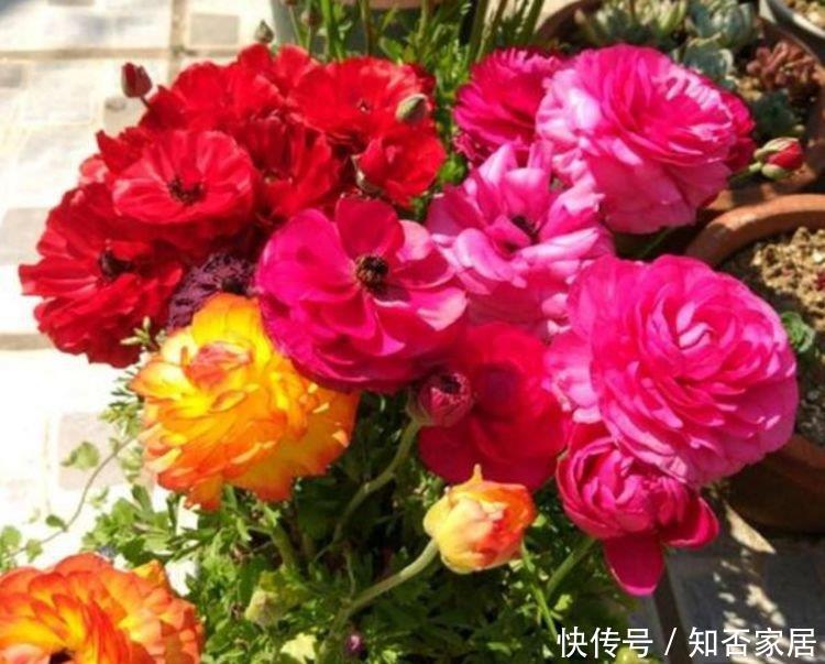  #柔美#最适合养阳台的四款花卉，好养易打理，花色柔美，花朵烂漫迷人