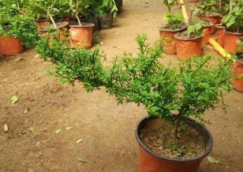  花苞：养迎春花，开花后这样处理，第2年花苞多、开花旺，否则别后悔