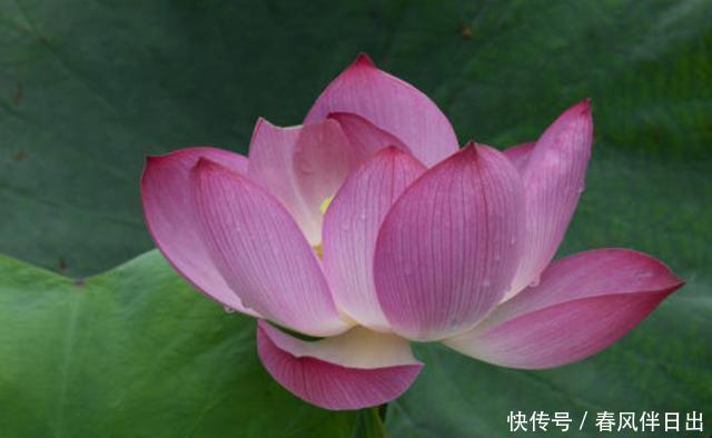  「变化」季节变化，养花也要变化，3种花夏天一定不能少，好养易活能爆盆