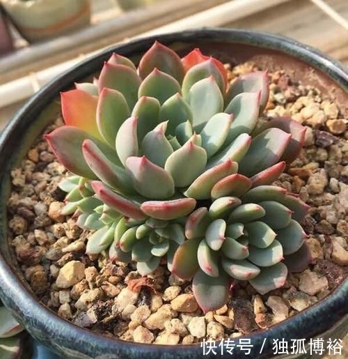  撸下来的叶：经常给多肉做1动作，加1料，迅速生长，还爱爆盆