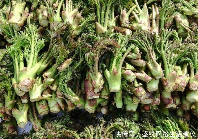  我国|这树满身刺，营养不输人参，我国种植少有人吃，出口日本成