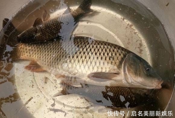 钓友:钓友深潭中发现野物落水,网友:里面“阴气”太重没有鱼