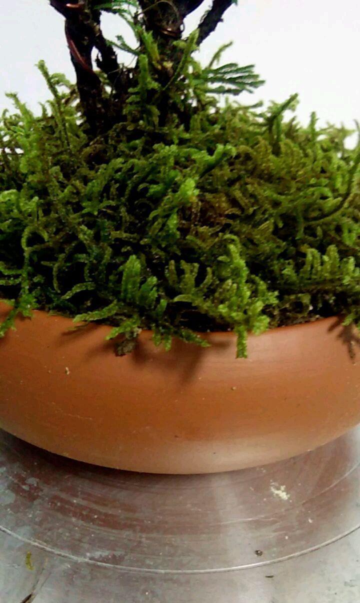  「植物」这花号称“死不了”，干透浇点水，叶子绿油油