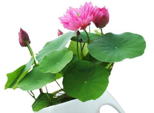  「旺盛」不怕晒的5种花卉，夏季越晒越旺盛，摘下“养花杀手”的帽子