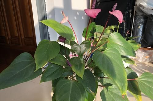 「通风」开紫色花朵的红掌您见过吗?开花紫色很梦幻,缺点明显很无奈