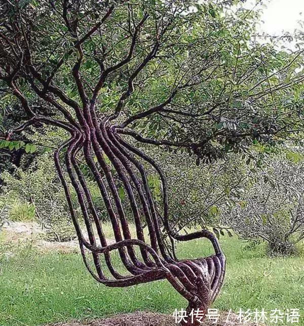  椅子@大爷花10年“种椅子”，一把卖80000！这些文玩在家也能种