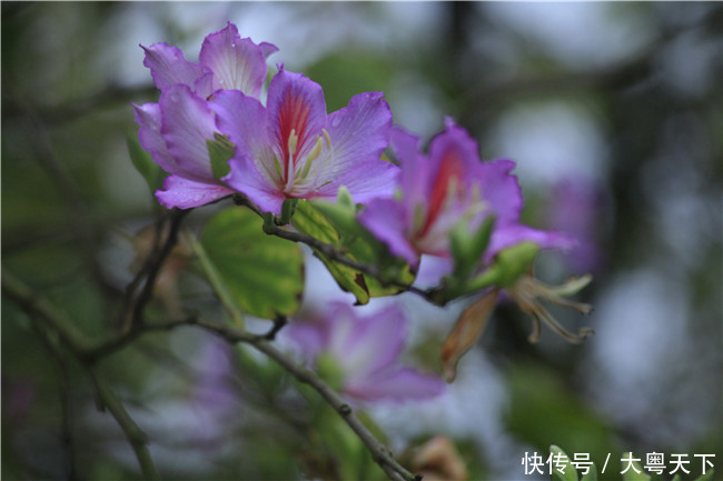 佛山南丹山宫粉紫荆绽放，满树和娇烂漫红，万枝丹彩灼春融