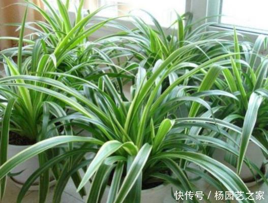  不妨@厨房做饭油烟重？不妨养上4种植物，吸掉油烟，让你爱上做饭！