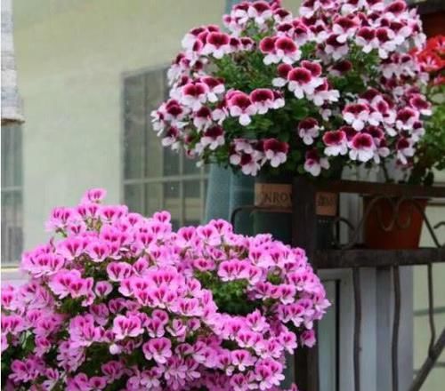  『开花』“此花”养阳台，妥妥的“开花机器”，好养又漂亮，人见人爱