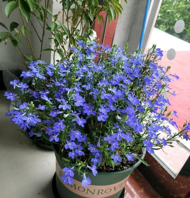 『种植』此盆栽花号称“爆盆神器”,花量超多,种植也容易,很适合现在养