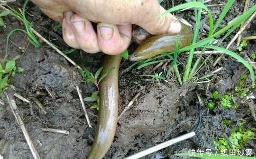 「老家」老家钓黄鳝的人很多,关键要知道怎么找洞
