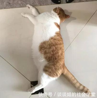 猫胖,跟朋友家的猫一对比,当场笑出猪叫声!