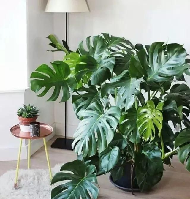  「绿色植物」客厅养这5种“大叶子绿植”，美观大方，净化空气