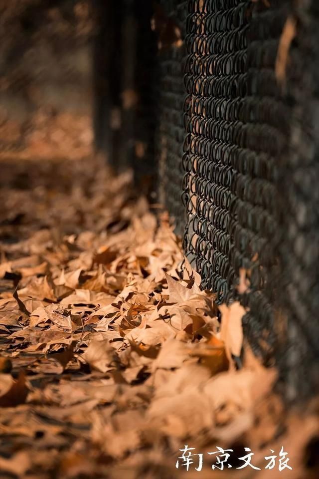 南京这些大学都有最美梧桐大道，有没有你的母校？